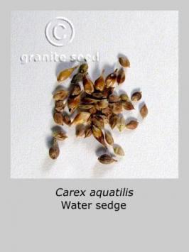 carex  aquatilis  product gallery #2