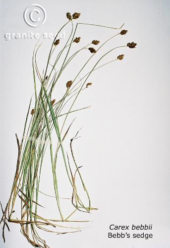 Carex bebbii