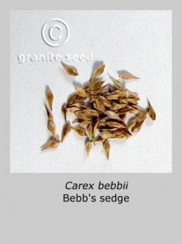 carex  bebbii  product gallery #2