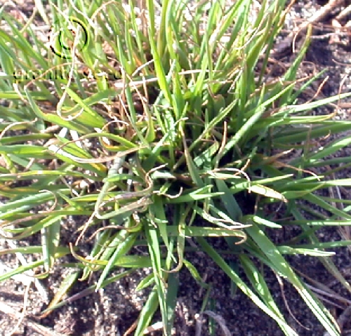 Calamagrostis canadensis