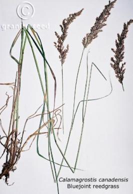 calamagrostis  canadensis  product gallery #2