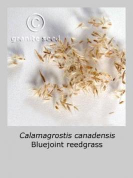calamagrostis  canadensis  product gallery #3