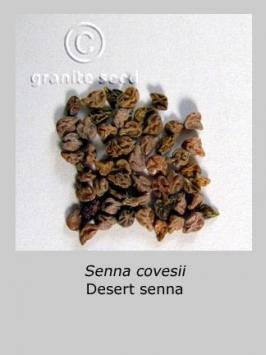 senna  covesii  product gallery #3