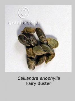 calliandra  eriophylla  product gallery #3