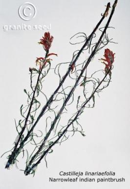castilleja  linariifolia  product gallery #2