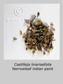 castilleja  linariifolia  product gallery #3