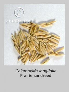 calamovilfa  longifolia  product gallery #3