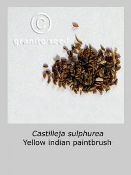 castilleja  sulphurea  product gallery #2