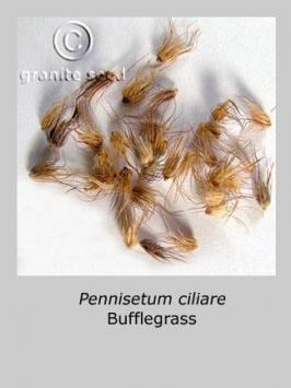 pennisetum  ciliare  product gallery #2