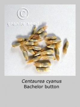 centaurea  cyanus  product gallery #4