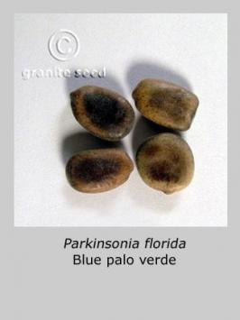 parkinsonia  florida  product gallery #7