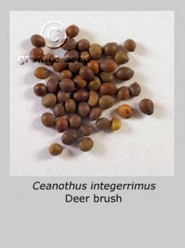 ceanothus  integerrimus  product gallery #3