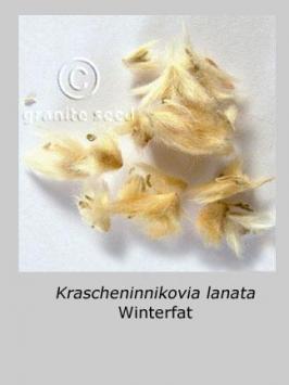 krascheninnikovia  lanata  product gallery #6