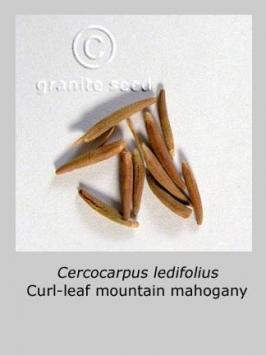 cercocarpus  ledifolius  product gallery #3