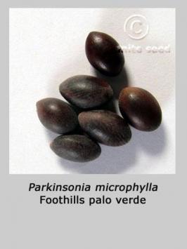 parkinsonia   microphylla  product gallery #7