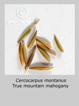 cercocarpus  montanus  product gallery #4