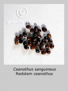 ceanothus  sanguineus  product gallery #2