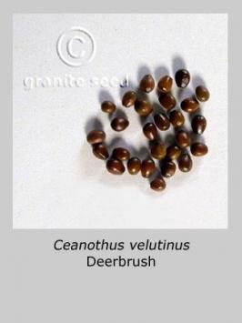 ceanothus  velutinus  product gallery #2