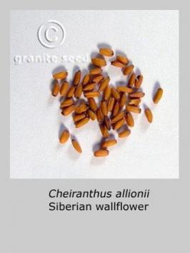 cheiranthus  allionii  product gallery #4