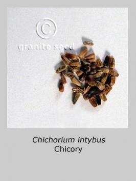cichorium  intybus  product gallery #2
