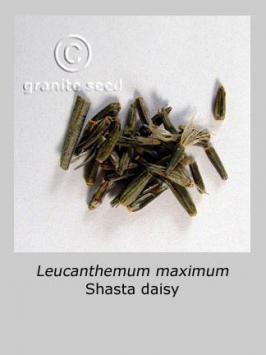 leucanthemum  maximum  product gallery #2
