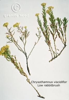 chrysothamnus  viscidiflorus  product gallery #2