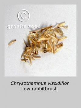 chrysothamnus  viscidiflorus  product gallery #3