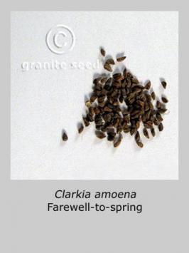 clarkia  amoena  product gallery #2