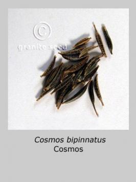 cosmos  bipinnatus  product gallery #4