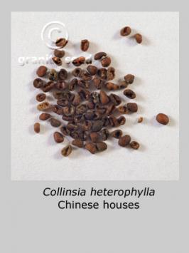 collinsia  heterophylla  product gallery #2
