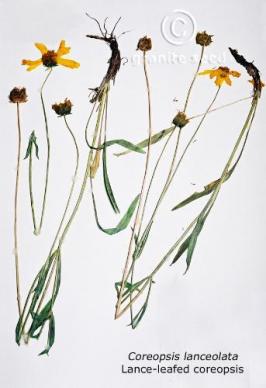 coreopsis  lanceolata  product gallery #6