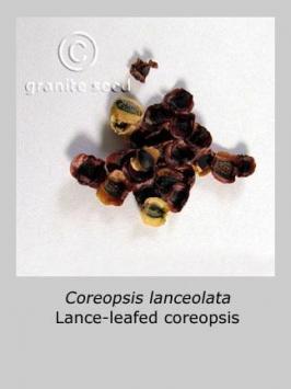 coreopsis  lanceolata  product gallery #7