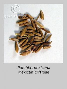 purshia   mexicana  product gallery #3