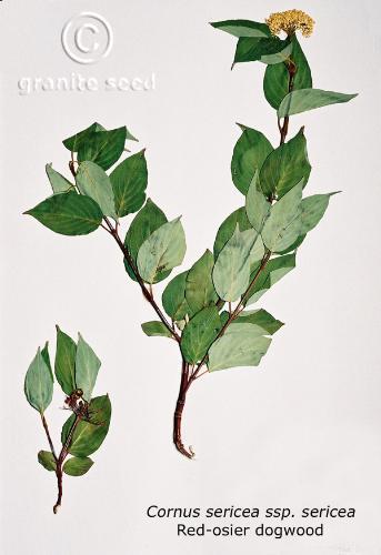 Cornus sericea ssp. sericea