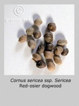 cornus  sericea ssp. sericea  product gallery #3