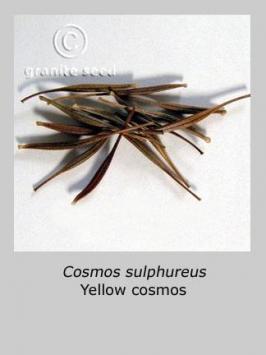 cosmos  sulphureus  product gallery #2