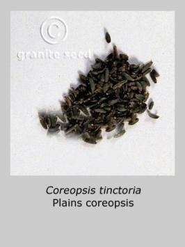 coreopsis  tinctoria  product gallery #2