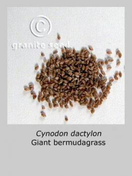 cynodon  dactylon  product gallery #2