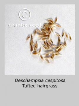 deschampsia  cespitosa  product gallery #3