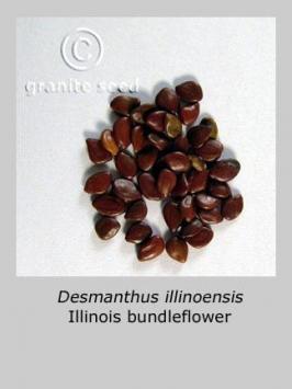 desmanthus  illinoensis  product gallery #2