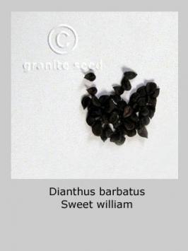 dianthus  barbatus  product gallery #2