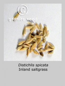 distichlis  spicata  product gallery #2