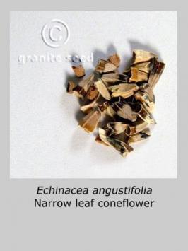 echinacea  angustifolia  product gallery #3