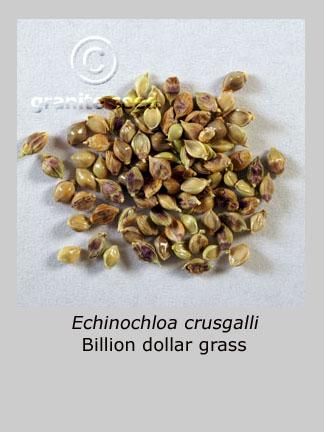 echinochloa   frumentacea  product gallery #1