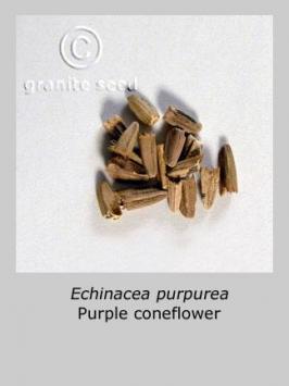 echinacea  purpurea  product gallery #1