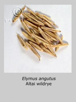 Leymus angustus