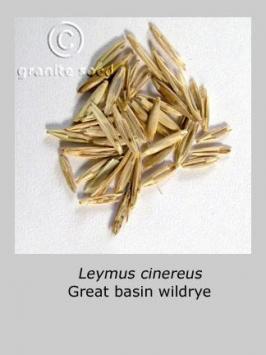 leymus  cinereus  product gallery #5