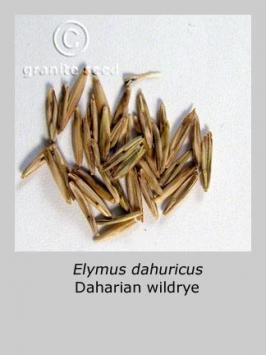 elymus  dahuricus  product gallery #2