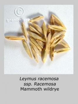 leymus  racemosus ssp. racemosus  product gallery #2