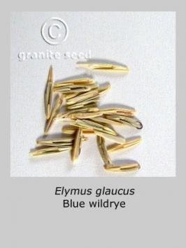 elymus  glaucus  product gallery #2